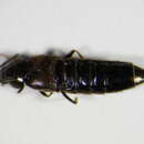 Aleochara (Xenochara) haemoptera Kraatz 1856的圖片