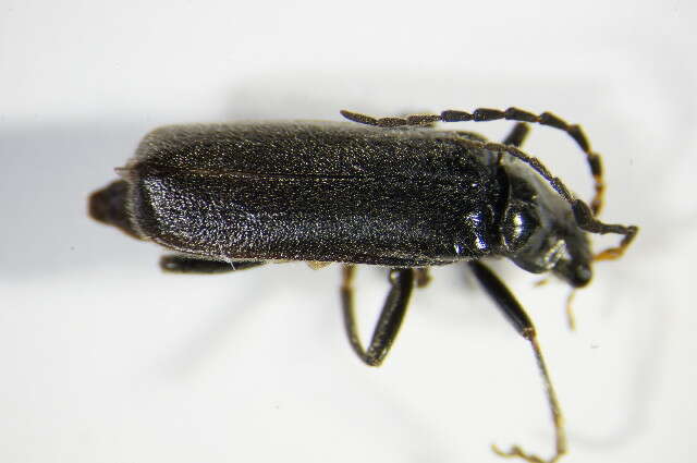 Imagem de <i>Cantharis tristis</i>