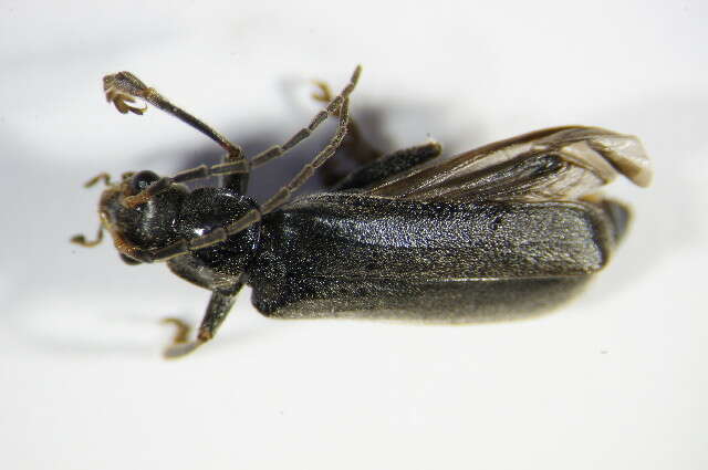 Imagem de <i>Cantharis tristis</i>