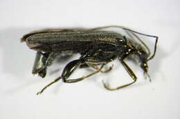 Image of <i>Oedemera virescens</i>