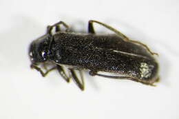 Imagem de <i>Cantharis paludosa</i>