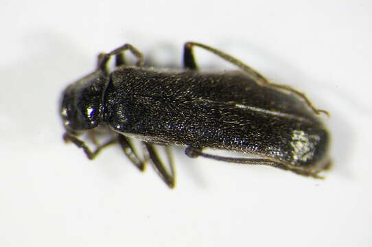 Image of <i>Cantharis paludosa</i>