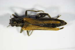 Image of <i>Oedemera femorata</i>