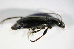 Image of Ground beetle