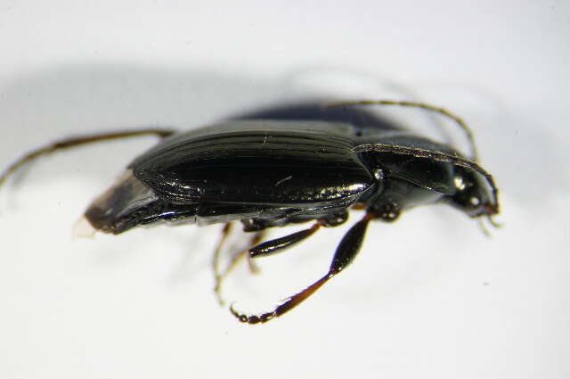 Image of Ground beetle