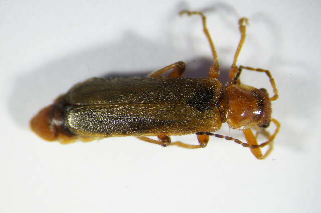 Imagem de <i>Cantharis pallida</i>