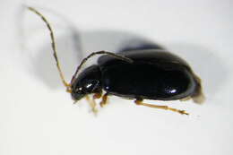 Image of <i>Luperus longicornis</i>