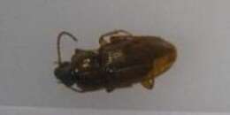 صورة Pterostichus (Cryobius) subsinuatus (Dejean 1828)