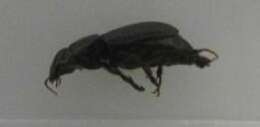 Plancia ëd Harpalus (Harpalus) neglectus Audinet-Serville 1821