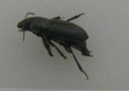 Plancia ëd Harpalus (Harpalus) neglectus Audinet-Serville 1821