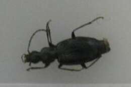 Sivun Agonum (Europhilus) scitulum Dejean 1828 kuva