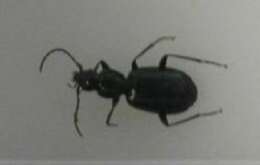 Sivun Agonum (Europhilus) scitulum Dejean 1828 kuva