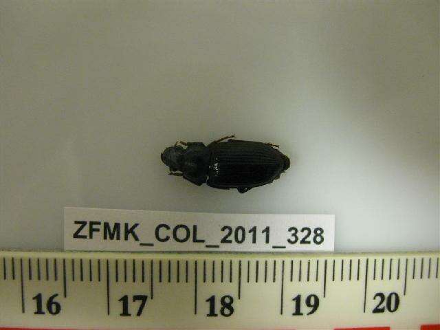 Image of Harpalus calceatus