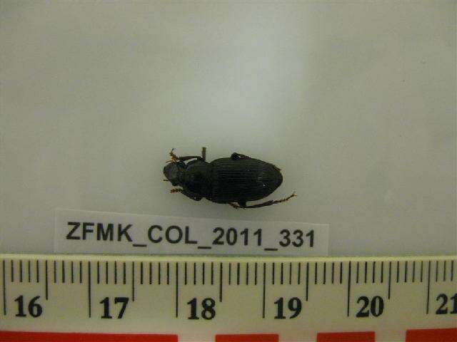 Image of Harpalus calceatus