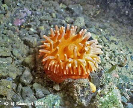 Image of sea anemones