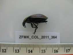 Image of Carabus (Orinocarabus) sylvestris Panzer 1793