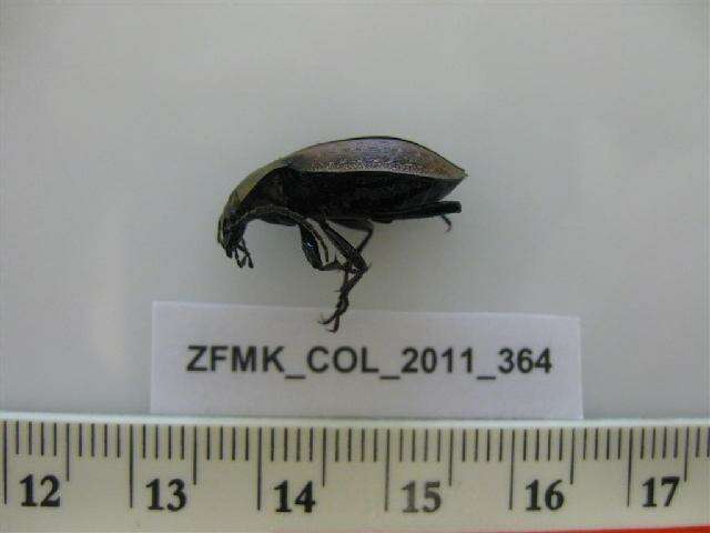 Image of Carabus (Orinocarabus) sylvestris Panzer 1793