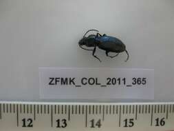 Слика од Pterostichus (Platypterus) panzeri (Panzer 1803)