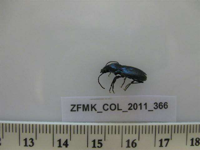 Слика од Pterostichus (Platypterus) panzeri (Panzer 1803)