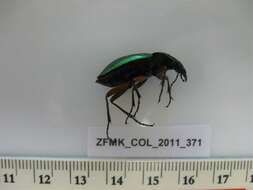 Carabus (Chrysocarabus) auronitens Fabricius 1792 resmi