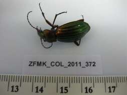 Carabus (Chrysocarabus) auronitens Fabricius 1792 resmi