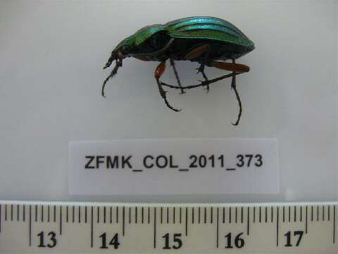 Carabus (Chrysocarabus) auronitens Fabricius 1792 resmi