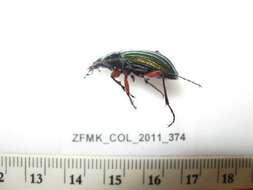 Carabus (Chrysocarabus) auronitens Fabricius 1792 resmi