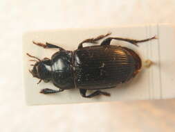 Image de Harpalus (Harpalus) hirtipes (Panzer 1796)