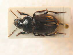 Image de Harpalus (Harpalus) hirtipes (Panzer 1796)