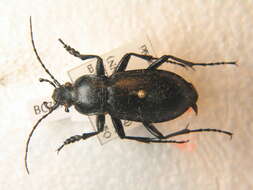 Carabus germarii purpurascens的圖片