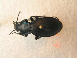 Image of Carabus (Megodontus) violaceus violaceus Linnaeus 1758