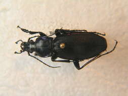 Image of Carabus (Megodontus) violaceus violaceus Linnaeus 1758