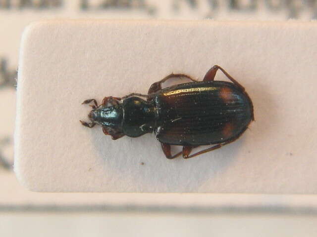 صورة Bembidion (Ocydromus) saxatile Gyllenhal 1827