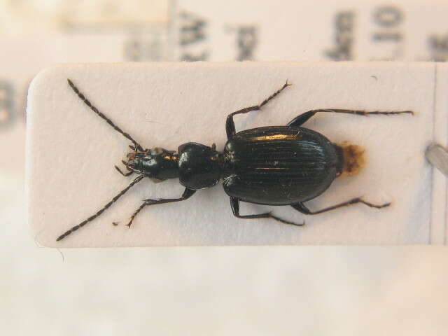 Sivun Agonum (Europhilus) scitulum Dejean 1828 kuva