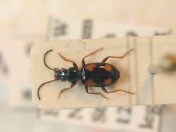 Image de Bembidion d'Illiger