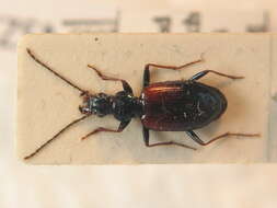 Image of Bembidion (Euperyphus) eques Sturm 1825