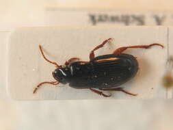 Image of Harpalus (Harpalus) xanthopus Gemminger & Harold 1868