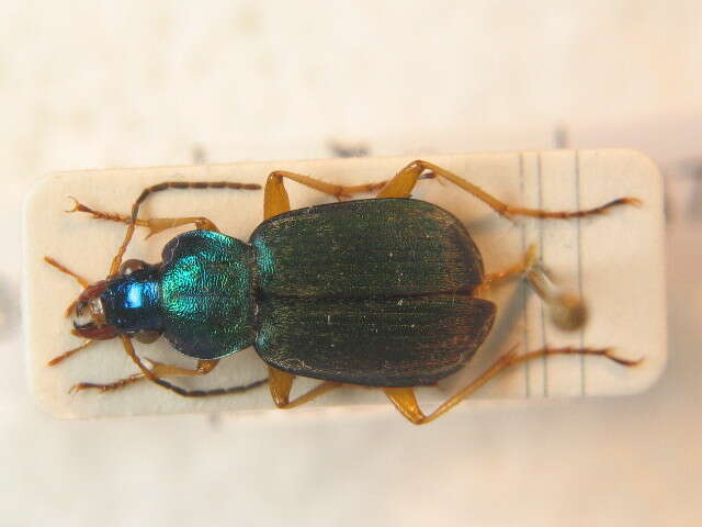 Image of Chlaenius (Chlaeniellus) nitidulus (Schrank 1781)