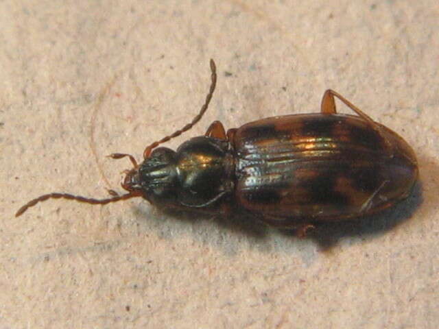 Plancia ëd Bembidion (Diplocampa) fumigatum (Duftschmid 1812)