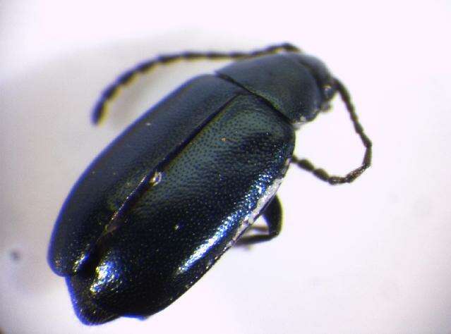 Image of <i>Phyllotreta nigripes</i>