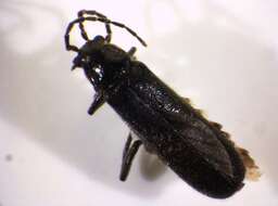 Imagem de <i>Cantharis paludosa</i>