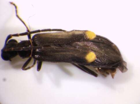 صورة <i>Malthodes guttifer</i>