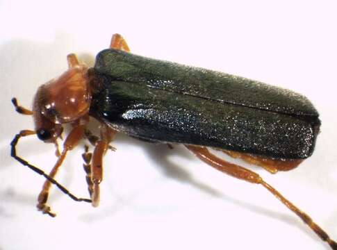 Image of Ancistronycha cyanipennis