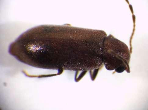 صورة <i>Ernobius angusticollis</i>