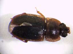 Image of <i>Epuraea pygmaea</i>