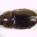 Image of <i>Epuraea binotata</i>