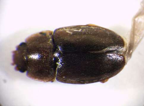 Image of <i>Epuraea binotata</i>