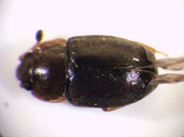 Image of <i>Epuraea binotata</i>