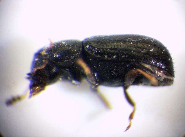 Image of <i>Sulcacis affinis</i>