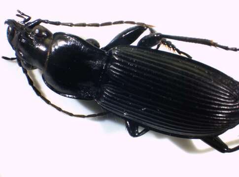 Image of Pterostichus (Platysma) niger (Schaller 1783)